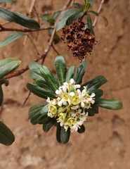 Escallonia resinosa