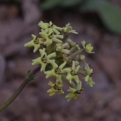 Verbena araucana