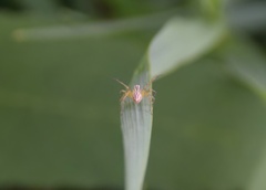 Oxyopes salticus