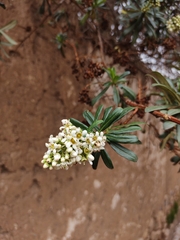 Escallonia resinosa