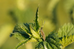 Agapanthia villosoviridescens