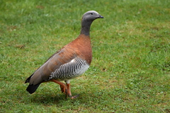 Chloephaga poliocephala