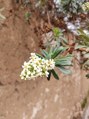 Escallonia resinosa
