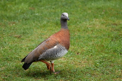 Chloephaga poliocephala