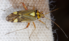 Rhabdomiris striatellus