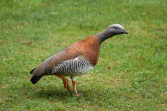 Chloephaga poliocephala