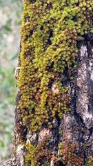 Ulota crispa