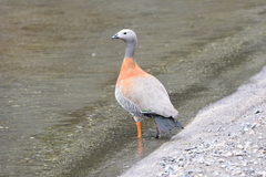 Chloephaga poliocephala