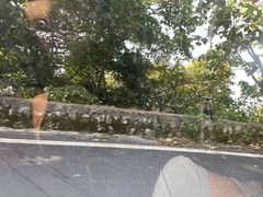 Semnopithecus hypoleucos