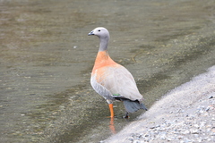Chloephaga poliocephala