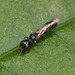 隆痣短柄泥蜂屬 - Photo 由 portioid 所上傳的 (c) portioid，保留部份權利CC BY-SA