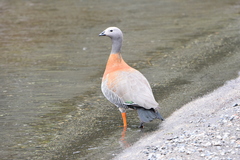 Chloephaga poliocephala