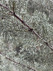 Cupressus glabra