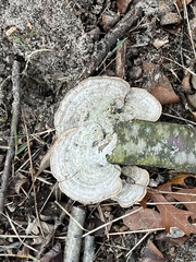 Trametes hirsuta