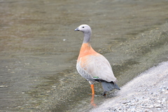 Chloephaga poliocephala
