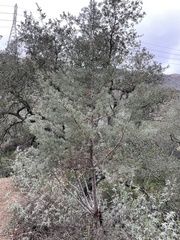Cupressus glabra