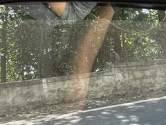 Semnopithecus hypoleucos