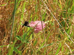 Bombus pauloensis