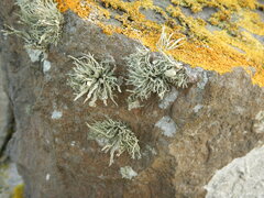 Ramalina siliquosa