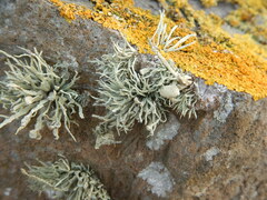 Ramalina siliquosa