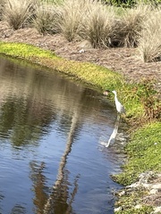 Egretta caerulea