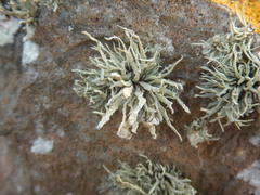 Ramalina siliquosa