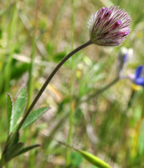 Trifolium albopurpureum