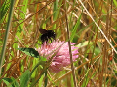 Bombus pauloensis