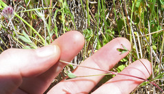 Trifolium albopurpureum