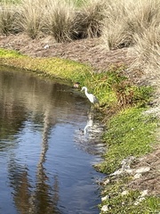 Egretta caerulea
