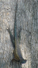 Sceloporus horridus