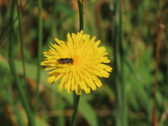 Asemosyrphus mexicanus