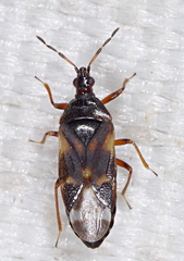 Anthocoris nemoralis