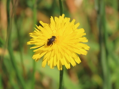 Asemosyrphus mexicanus