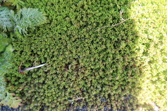 Crassula moschata