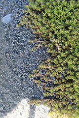Crassula moschata