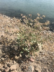 Trichodesma africanum