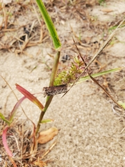 Cenchrus echinatus