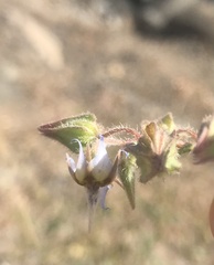 Trichodesma africanum
