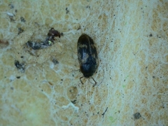 Litargus balteatus