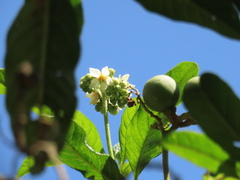 Solanum oblongifolium