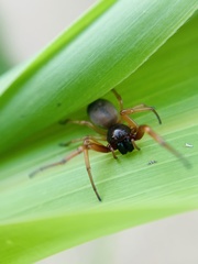 Trachelas tranquillus