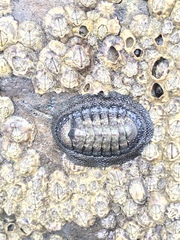 Chiton granosus