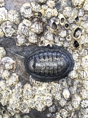 Chiton granosus