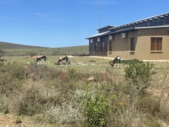 Damaliscus pygargus pygargus