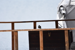 Cinclodes patagonicus