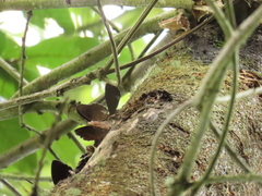 Pedaliodes phoenissa