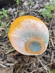 Penicillium digitatum