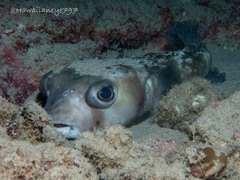 Tragulichthys jaculiferus