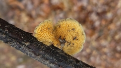 Neofavolus americanus